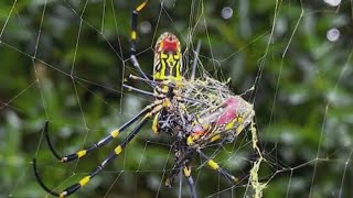 Are giant spiders coming to NY and NJ this summer [upl. by Molly]