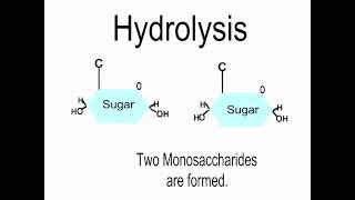 Intro to Macromolecules [upl. by Avner527]