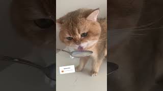 Nım nım nım 😂🥰 cat kitten cats funny kittten catvideos pets catlover memescat kitty [upl. by Aznecniv]