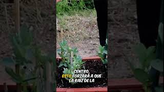 Riego por goteo casero en la huerta 💦 short [upl. by Terraj]