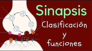 SINAPSIS Clasificación y funciones [upl. by Mateya]