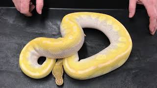 Ball Python Adult Morphs 1 Blue Eye Leucistic Complex [upl. by Monjan]