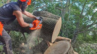 Bucking large oak tree with Husqvarna 372xp  AXEHOLE LOGGER [upl. by Aduh374]