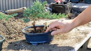 Bonsai Basics  Watering your Bonsai Tree [upl. by Hausner]