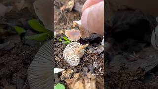 Cogumelo Gymnopus dryophilus 🍄🇧🇷 mushrooms cogumelo nature facinating 🍄 [upl. by Horatia]