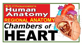 Chp18  Heart Chambers  Atria amp Ventricles  BDC Vol 1  Thorax  Dr Asif Lectures [upl. by Anirhtak]