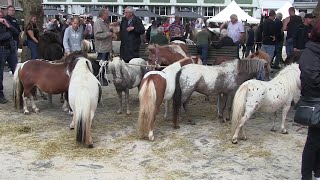 Pony en paardenmarkt Bemmel 2023 [upl. by Cadel]