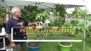 How to prune and dwarf container grown lychee fruit trees [upl. by Mroz]