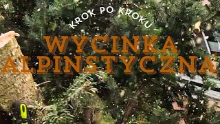 Wycinka całego drzewa metodą alpinistyczną [upl. by Goines]