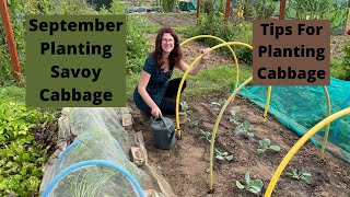 September Planting Savoy Cabbage  Tips For Planting Cabbage  Allotment Gardening UK 2021 [upl. by Uht929]