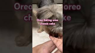 Oreo the Fur Baby furbaby ofwsingapore shortsfeed shortvideo cutedog [upl. by Zinck306]