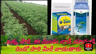 sensational DCOTT oberon insecticide result in chilli telugu harshafarming [upl. by Nrubloc]