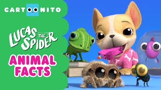 Animal Facts  Lucas the Spider  Cartoonito [upl. by Eylloh]