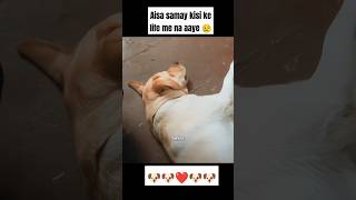 Har koi smjh nahi skta 🐶❤️ trandingshorts dogbreed dog shorts animals cutedog labrador yt [upl. by Sherer]