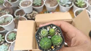 Unboxing Monstrose and Crested Gymno and Astrophytum  Plant Mail from Mindanao unboxing [upl. by Farley439]