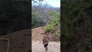 Beautful Africa  Genet hunt hadzabetribe [upl. by Matt237]