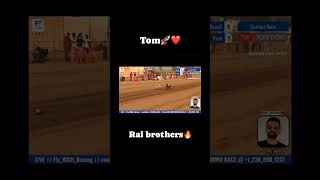 best race Tom Vs Black brouno top greyhound dog race dog shortsvideo greyhounddog shortsfeed [upl. by Oecile]