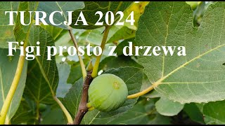 Turcja 2024 Figi prosto z drzewa [upl. by Oilasor]