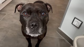 Staffordshire Bull Terrier pays close attention to your food 🧐😡 [upl. by Peyton]