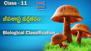 జీవశాస్త్ర వర్గీకరణ  2  Biological Classification 2  Protista Fungi Plantae  Biology Class11 [upl. by Kriste]