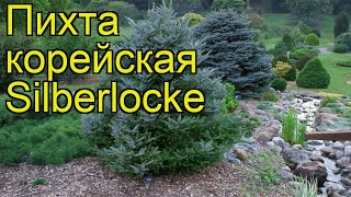 Пихта корейская Сиберлок Краткий обзор описание характеристик abies koreana Silberlocke [upl. by Jacquenetta]