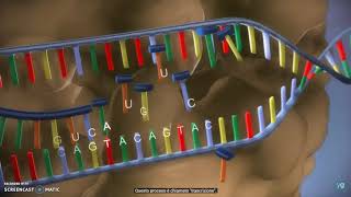 Animazione TRADUZIONE DNA [upl. by Llekim393]