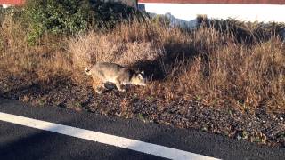 Bobcat encounter [upl. by Anade]