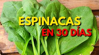 Cosecha ESPINACA en 30 días🌱el cultivo más rápido [upl. by Puritan]