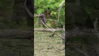 Green Heron Short 6 wildlife nature [upl. by Nahtanaj]