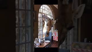 GIRAFFE MANOR HOTEL KENYA [upl. by Gnouc371]