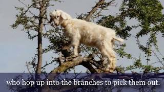 THE INCREDIBLE TREE CLIMBING GOATS OF MOROCCO [upl. by Cissie]