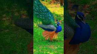 peacock🦚 peacockvoice peacocksound peacock nationalbird peacockbeauty beauty peacocking [upl. by Eylloh]