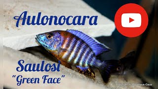 Profile Aulonocara saulosi quotgreen facequot Likoma [upl. by Inahc]