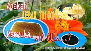 Apakah Lebah Trigona Menyukai Air Gula [upl. by Eerolam]