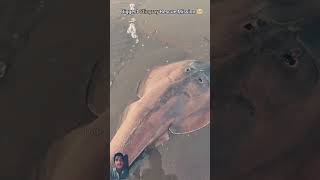 stingray shark oceanrescue fish sealife stingrayfish ocean fishing music sea [upl. by Nohsar]