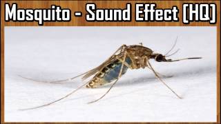 Mosquito  Sound Effect HQ [upl. by Sucrad731]