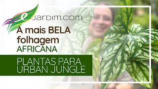 A mais BELA folhagem AFRICANA  Cercestis mirabilis  Plantas para Urban Jungle [upl. by Chiang398]