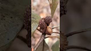 Oak Lobed Petiole Galls has roughened top arises from the petiole rather than a stem or leaf vein [upl. by Atazroglam]