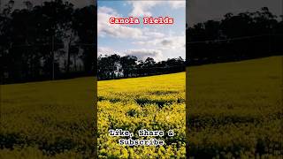 Conala Fields travel nature canola [upl. by Ameehsat]