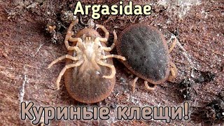 Аргасовые клещи наступают Argasidae паразитирующие на домашней птице [upl. by Hegarty]