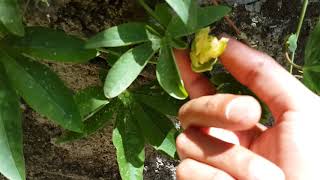 Why Passion fruit flowers fallen before turn to fruit [upl. by Sobmalarah]