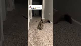 Constipated cat is scooting across the carpet [upl. by Ena620]