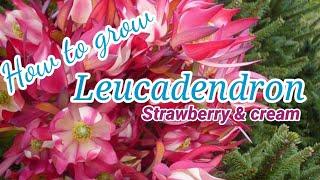 How to plant Leucadendron Strawberry and cream tutorials How to grow and care for Leucadendron [upl. by Linehan958]