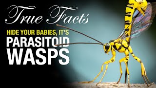 True Facts Parasitoid Wasps [upl. by Otsedom952]