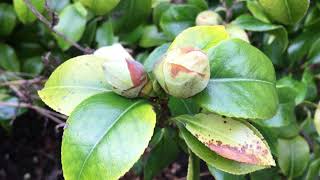 Camellia  leaves amp flower buds  March 2018 [upl. by Ahseinat]