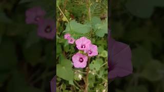 ipomoea triloba plant  ipomoea plant youtubeshorts flowergardening garden [upl. by Heringer314]