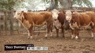 LOTE 3 Toros Polled Hereford RP 142 1207 1211 [upl. by Barncard]