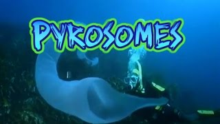 Pyrosome Facts [upl. by Giusto]