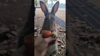 Brown Rabbit Saves Abandoned white Kitten 🙀 cat cutecat catstory catlovers [upl. by Onit]