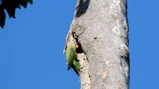 Bluenaped Parrot Philippine endemic Bird [upl. by Leese5]